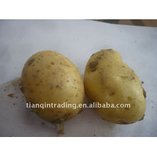 Cheap Chinese Fresh Potato